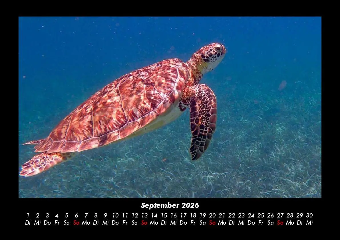 Bild: 9783695402885 | Schildkrötenzauber 2026 Fotokalender DIN A3 | Tobias Becker | Kalender