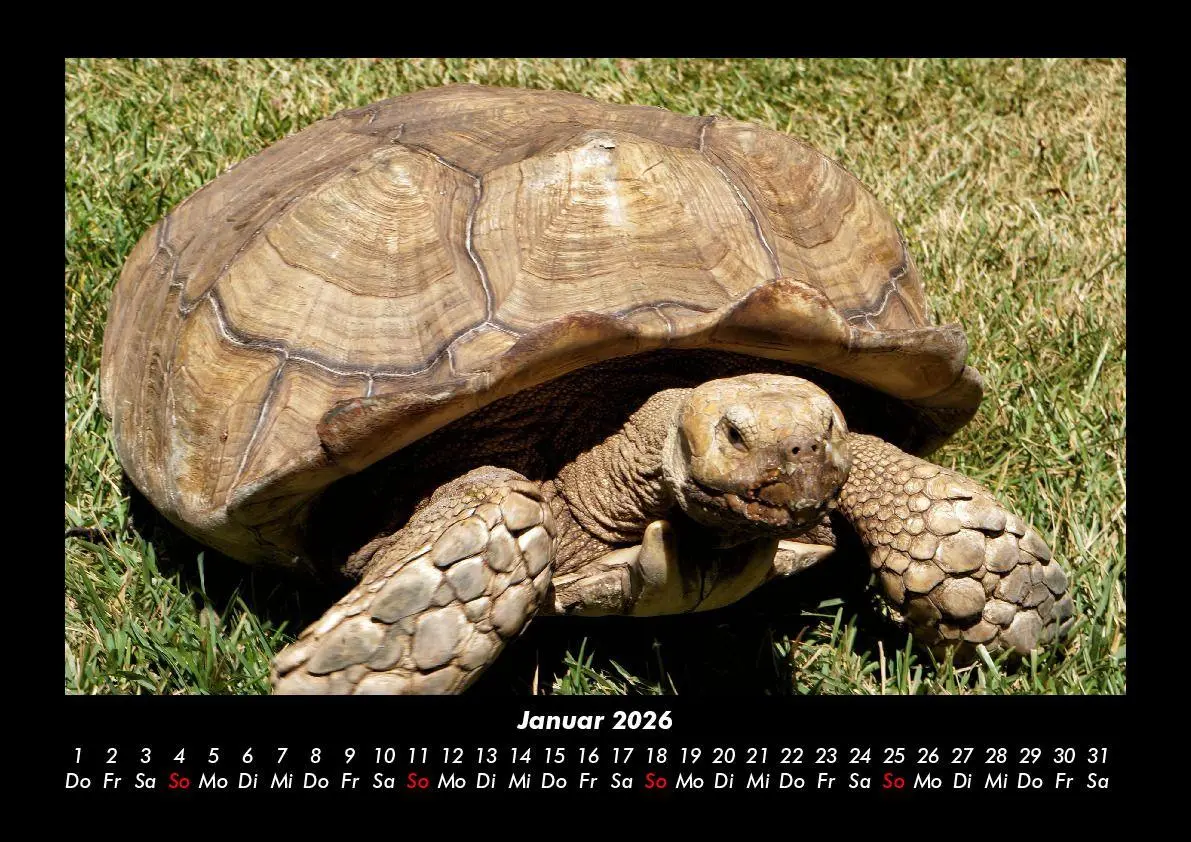 Bild: 9783695402885 | Schildkrötenzauber 2026 Fotokalender DIN A3 | Tobias Becker | Kalender