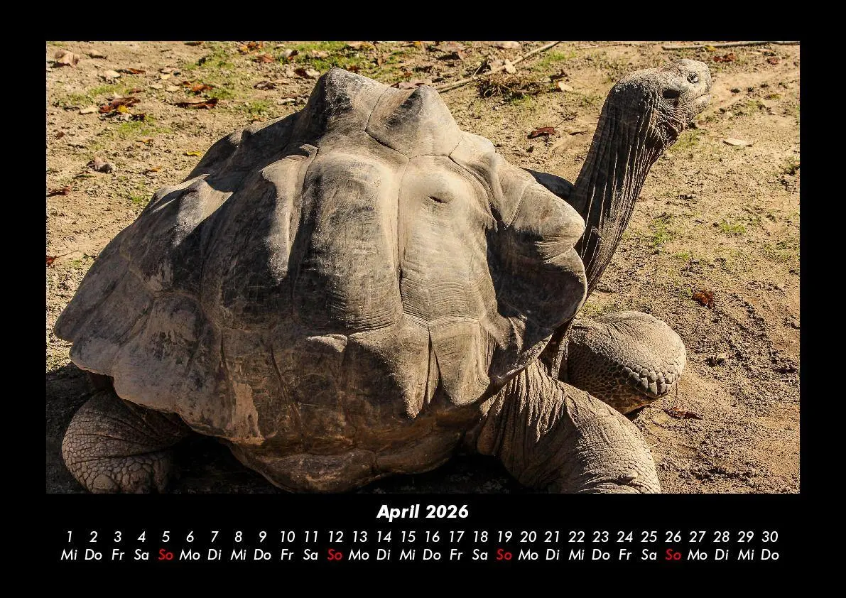 Bild: 9783695402885 | Schildkrötenzauber 2026 Fotokalender DIN A3 | Tobias Becker | Kalender