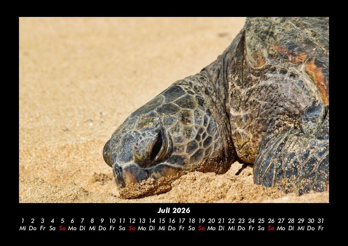 Bild: 9783695402885 | Schildkrötenzauber 2026 Fotokalender DIN A3 | Tobias Becker | Kalender