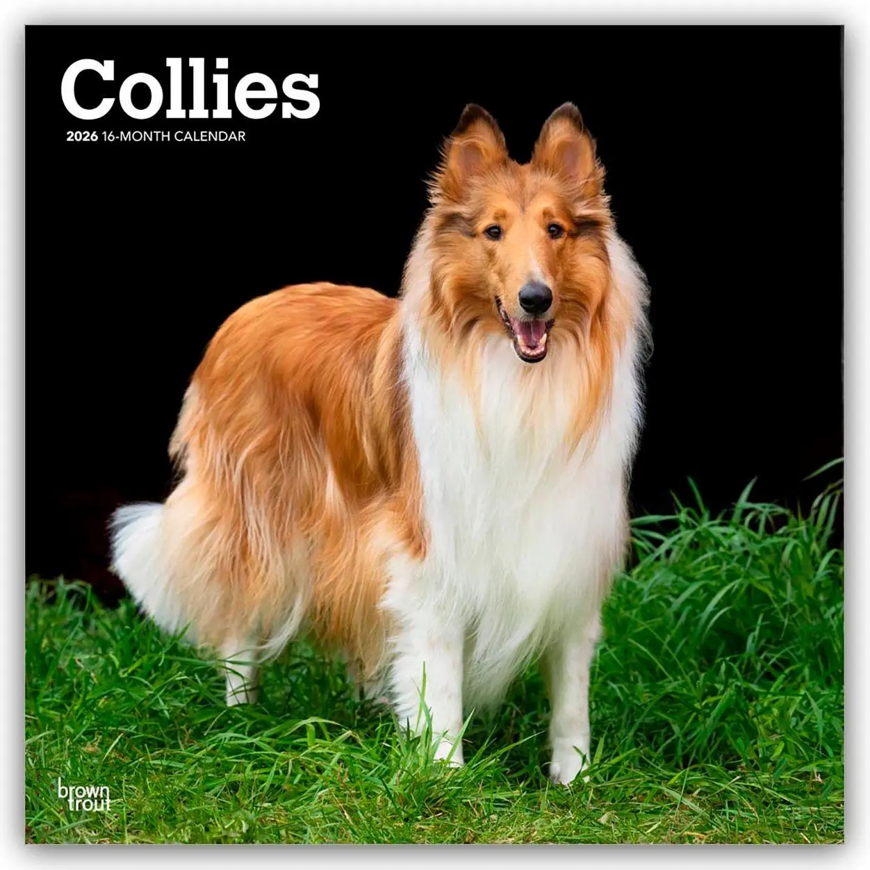 Cover: 9798330702985 | Collies - Langhaarcollie 2026 - 16-Monatskalender | Publishers | 13 S.