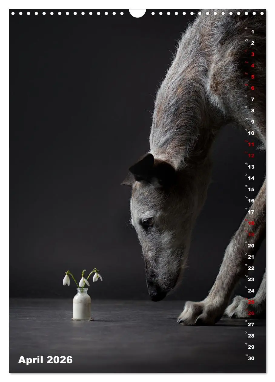 Bild: 9783457303085 | dogmuse deluxe (Wandkalender 2026 DIN A3 hoch), CALVENDO...