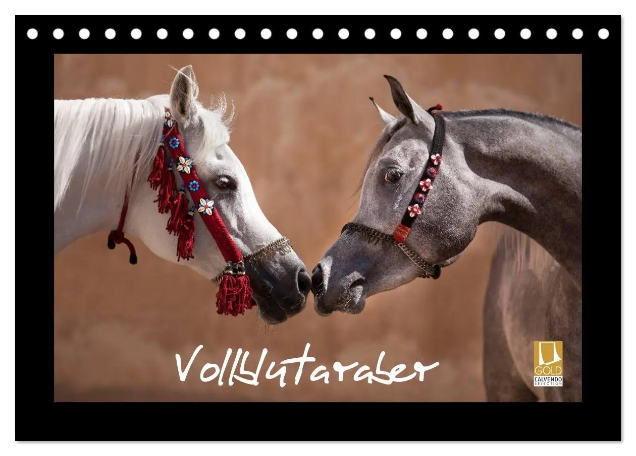 Cover: 9783516183085 | Vollblutaraber (Tischkalender 2026 DIN A5 quer), CALVENDO...