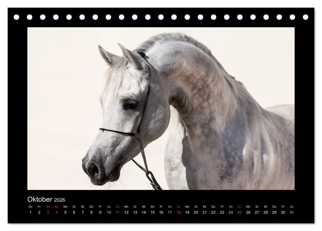 Bild: 9783516183085 | Vollblutaraber (Tischkalender 2026 DIN A5 quer), CALVENDO...