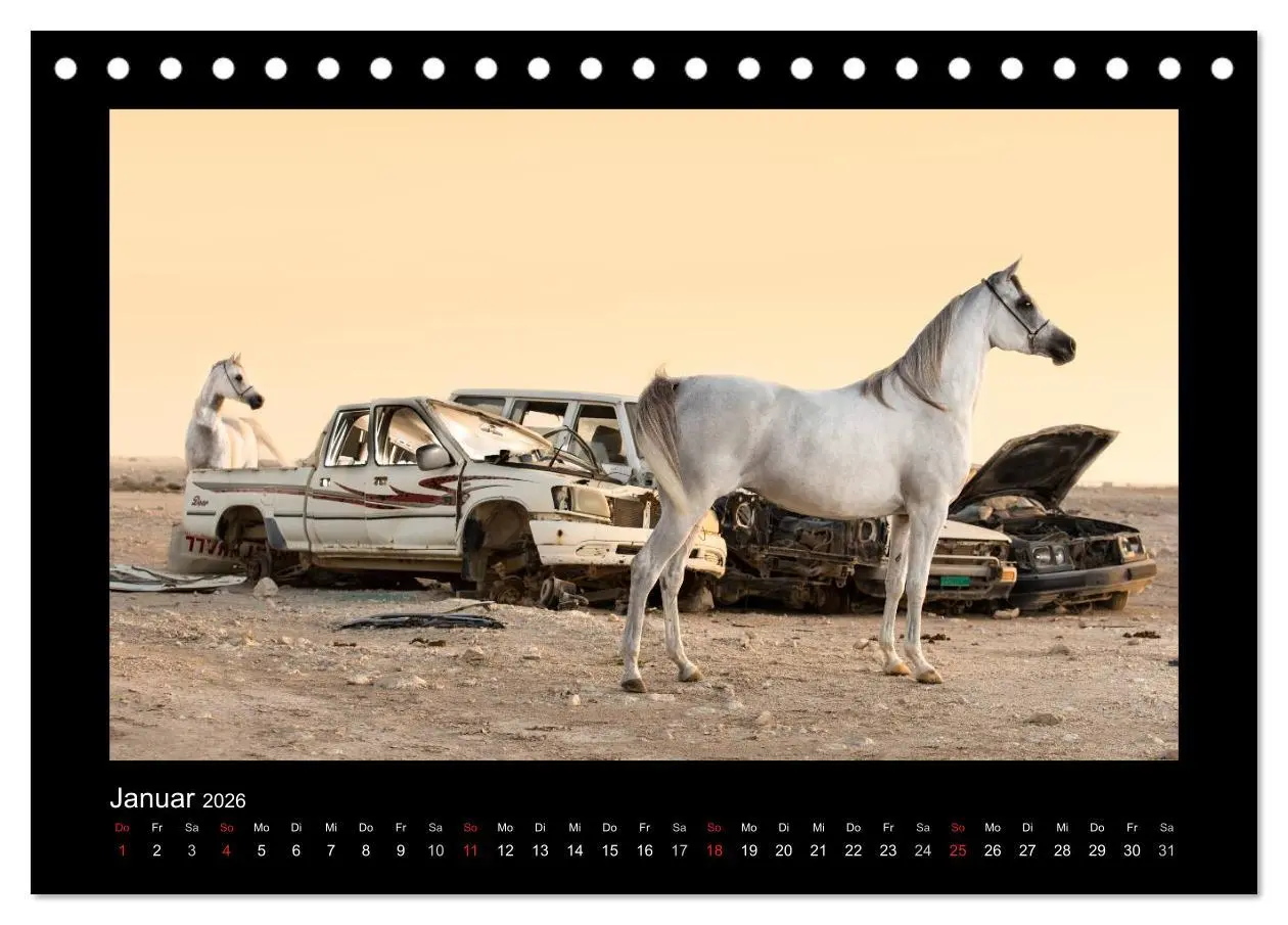 Bild: 9783516183085 | Vollblutaraber (Tischkalender 2026 DIN A5 quer), CALVENDO...