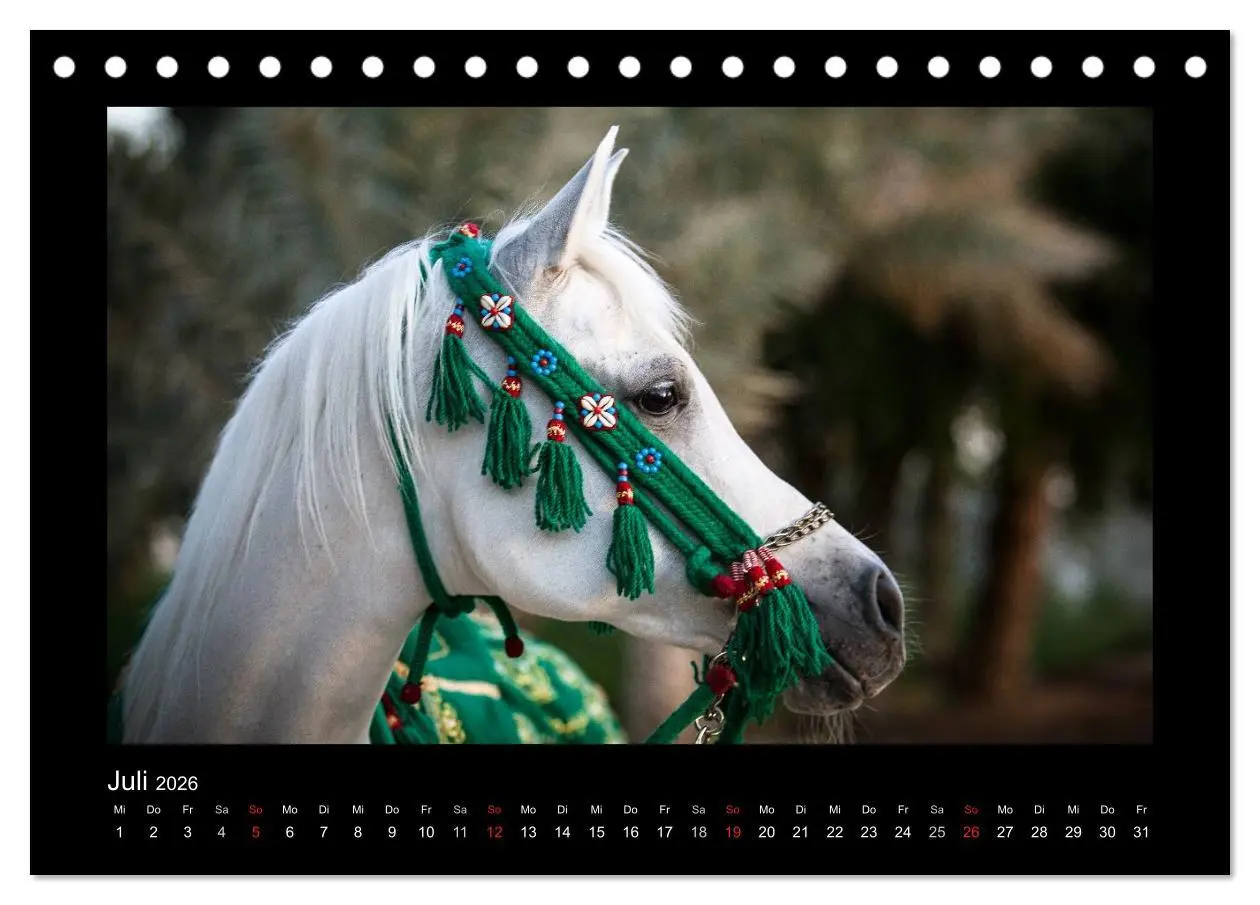 Bild: 9783516183085 | Vollblutaraber (Tischkalender 2026 DIN A5 quer), CALVENDO...