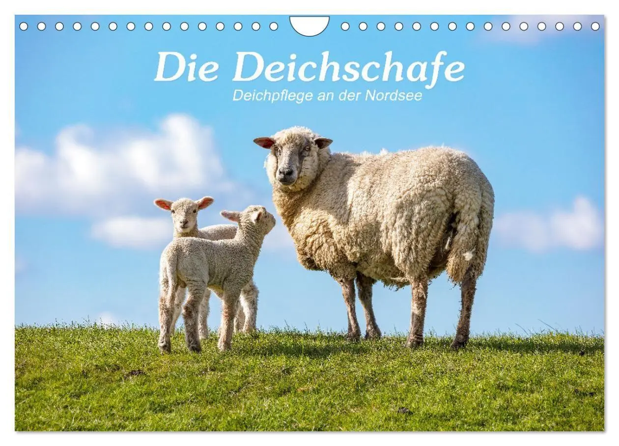 Cover: 9783569413085 | Die Deichschafe. Deichpflege an der Nordsee (Wandkalender 2027 DIN...