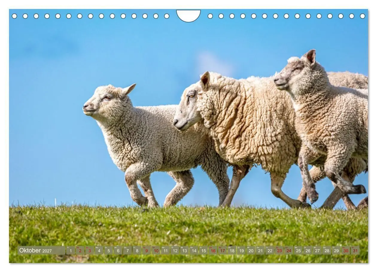 Bild: 9783569413085 | Die Deichschafe. Deichpflege an der Nordsee (Wandkalender 2027 DIN...