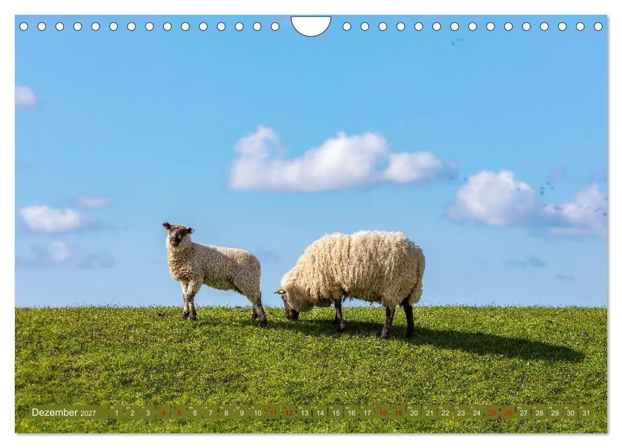 Bild: 9783569413085 | Die Deichschafe. Deichpflege an der Nordsee (Wandkalender 2027 DIN...