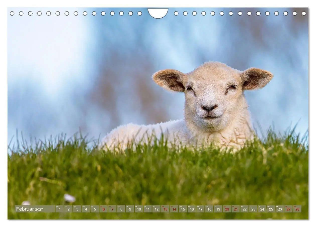 Bild: 9783569413085 | Die Deichschafe. Deichpflege an der Nordsee (Wandkalender 2027 DIN...