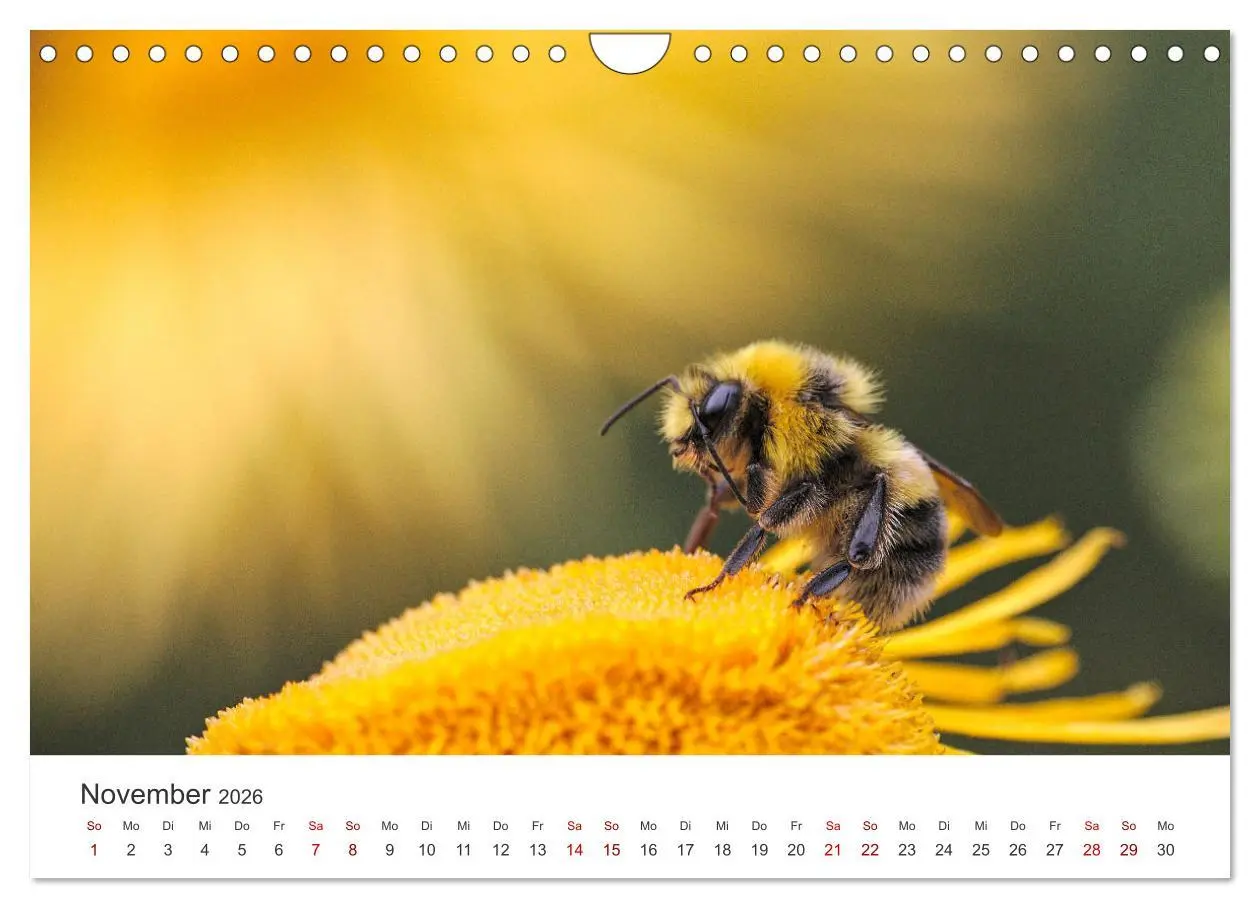 Bild: 9783457603185 | Bienen - Die fleißigen Tierchen die den Honig herstellen....