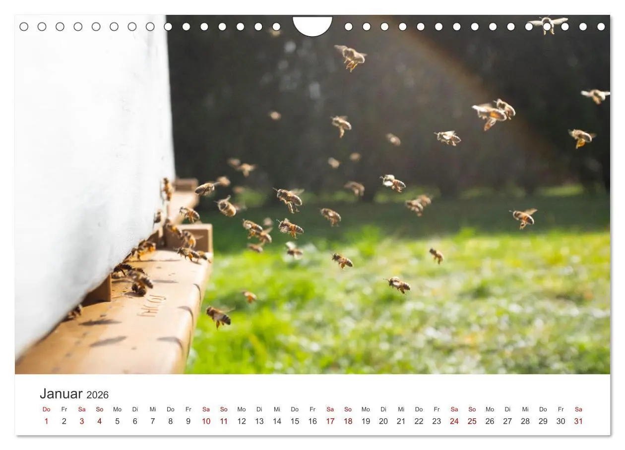 Bild: 9783457603185 | Bienen - Die fleißigen Tierchen die den Honig herstellen....