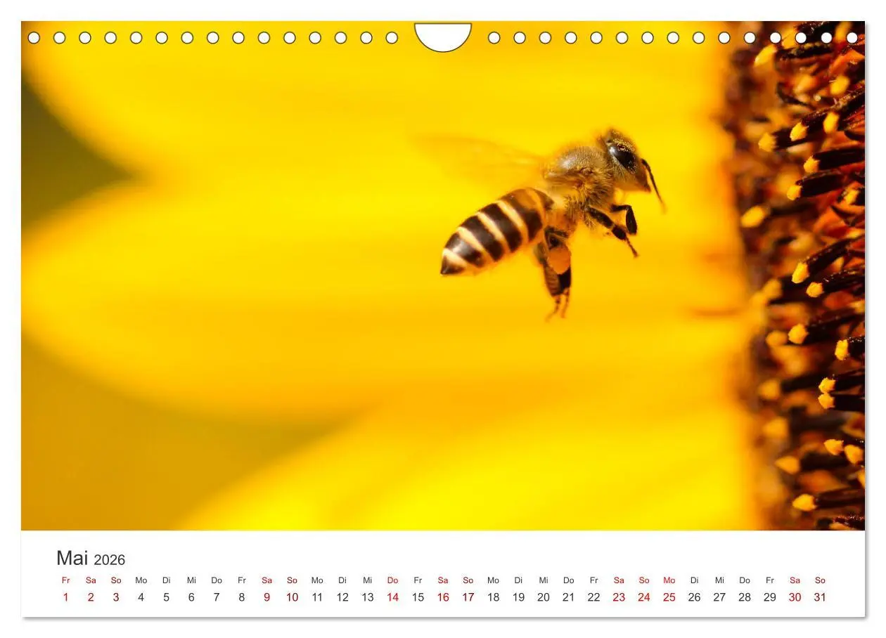 Bild: 9783457603185 | Bienen - Die fleißigen Tierchen die den Honig herstellen....