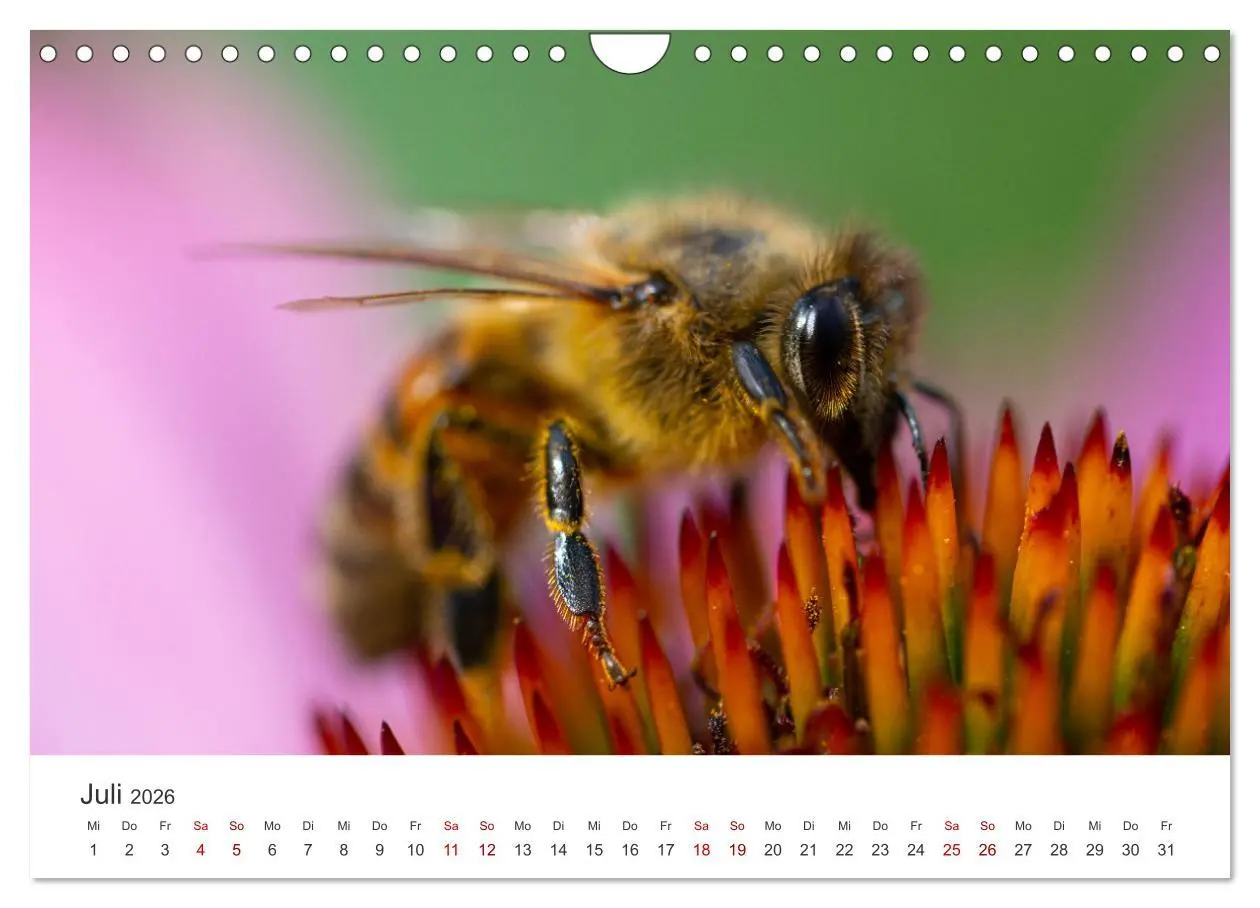 Bild: 9783457603185 | Bienen - Die fleißigen Tierchen die den Honig herstellen....