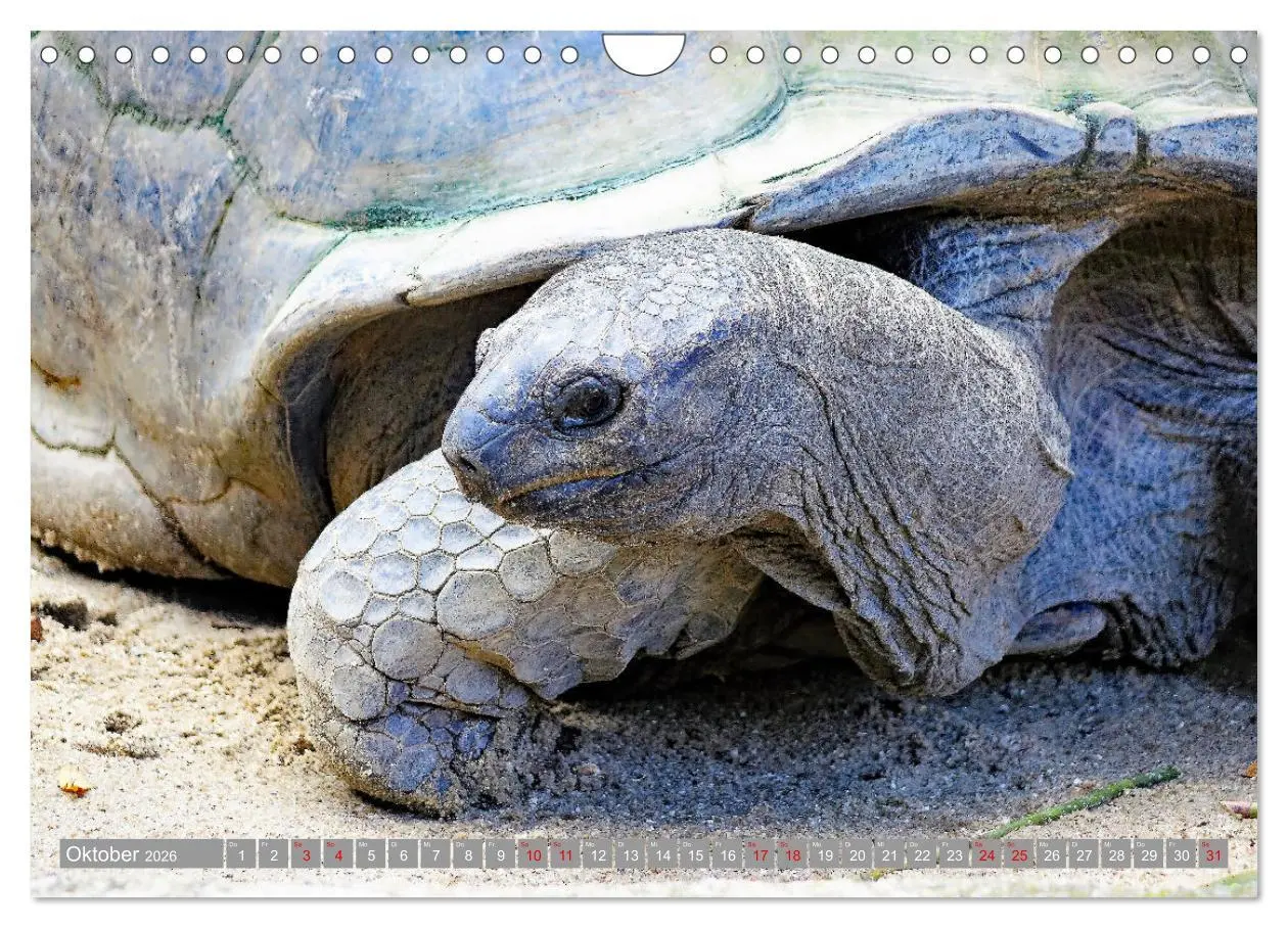 Bild: 9783457913185 | Auf Inseltour im Indischen Ozean (Wandkalender 2026 DIN A4 quer),...