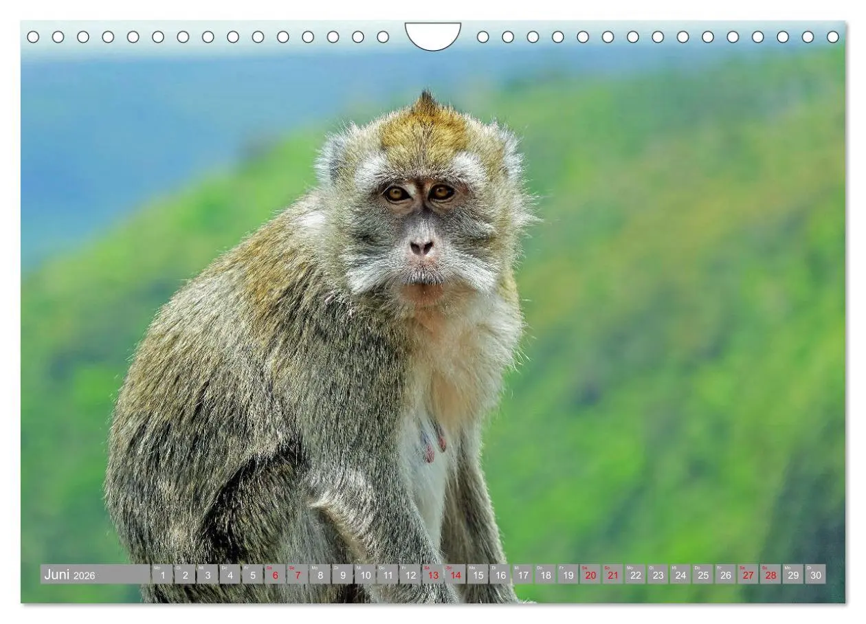 Bild: 9783457913185 | Auf Inseltour im Indischen Ozean (Wandkalender 2026 DIN A4 quer),...