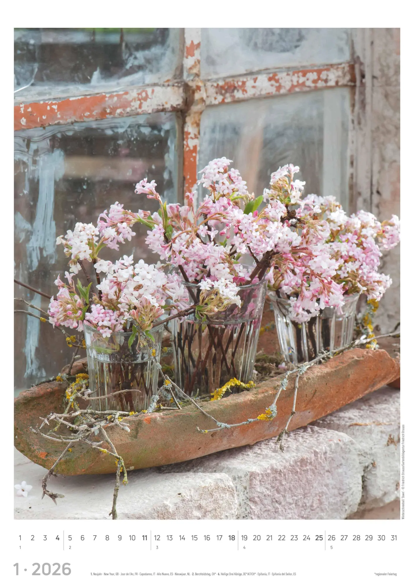 Bild: 4069095003385 | Blumen 2026 - Bildkalender A3 (29,7x42 cm) - Flowers - mit...