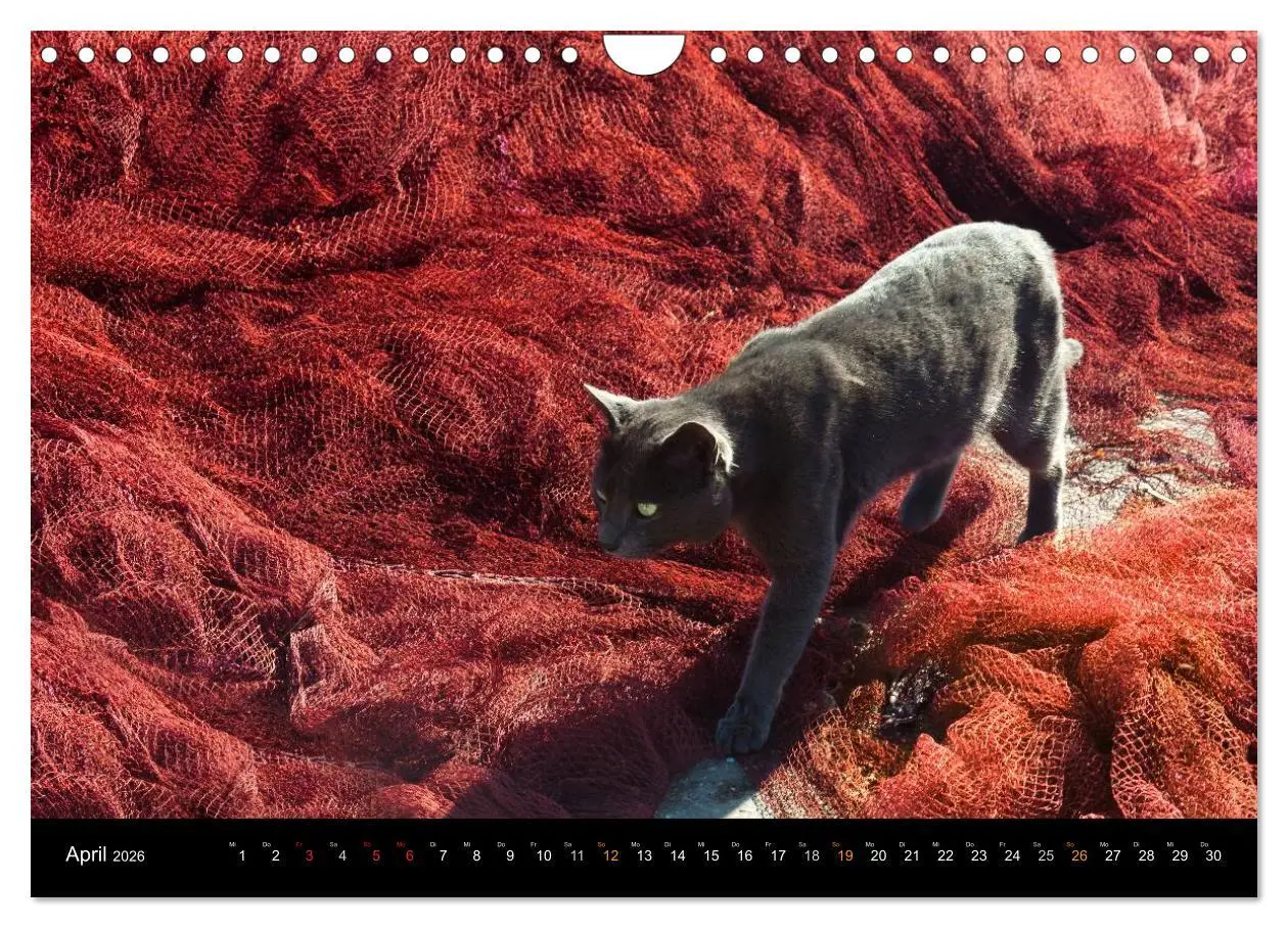 Bild: 9783516053685 | Sehnsucht Hiddensee 2026 (Wandkalender 2026 DIN A4 quer), CALVENDO...