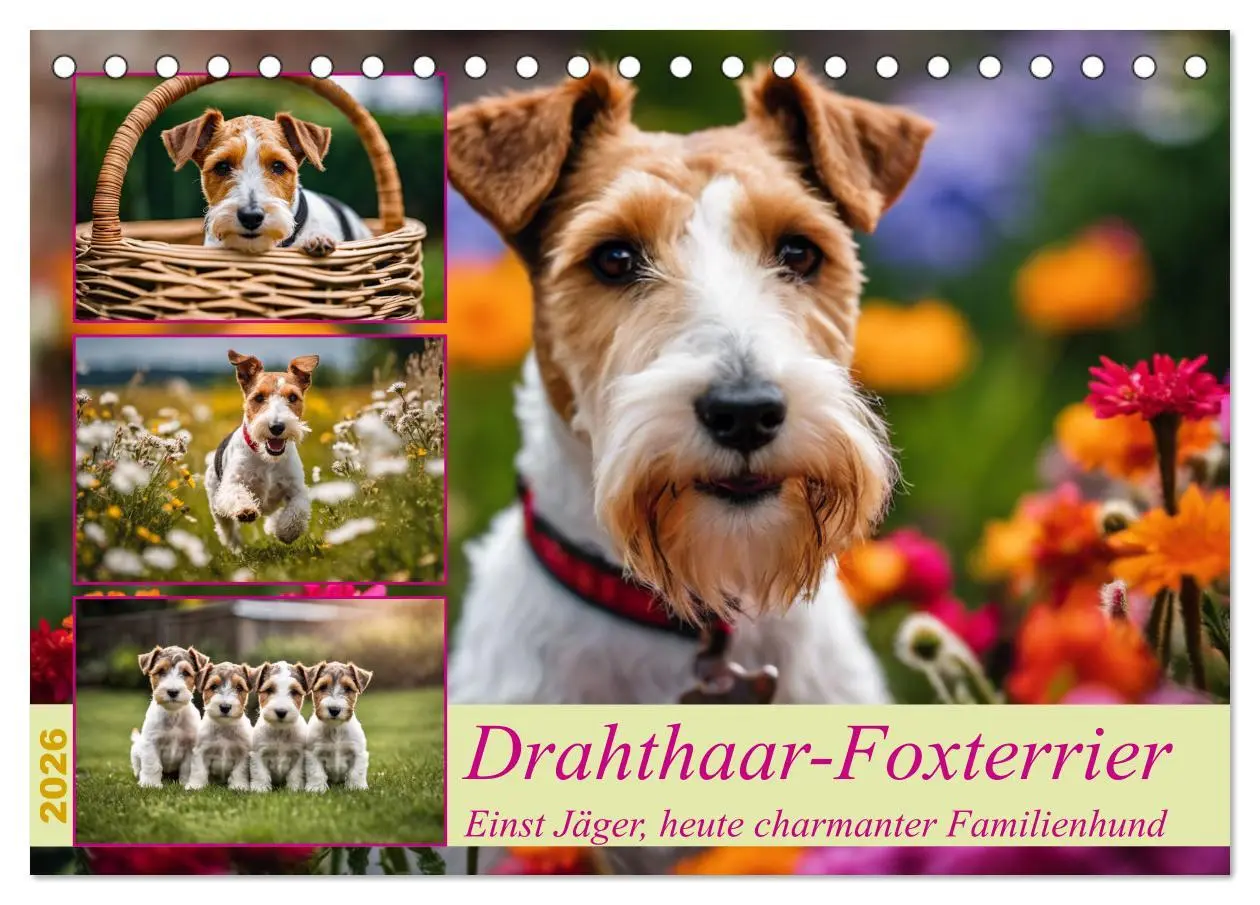 Cover: 9783457403785 | Drahthaar-Foxterrier (Tischkalender 2026 DIN A5 quer), CALVENDO...
