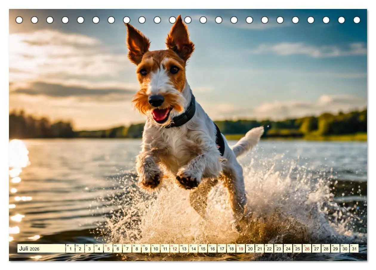 Bild: 9783457403785 | Drahthaar-Foxterrier (Tischkalender 2026 DIN A5 quer), CALVENDO...