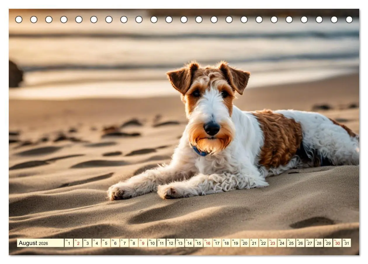 Bild: 9783457403785 | Drahthaar-Foxterrier (Tischkalender 2026 DIN A5 quer), CALVENDO...