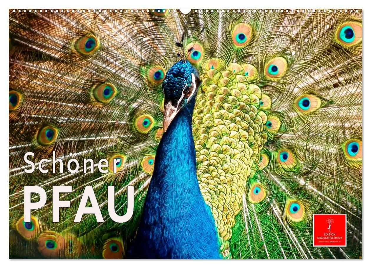 Cover: 9783457573785 | Schöner Pfau (Wandkalender 2026 DIN A2 quer), CALVENDO Monatskalender