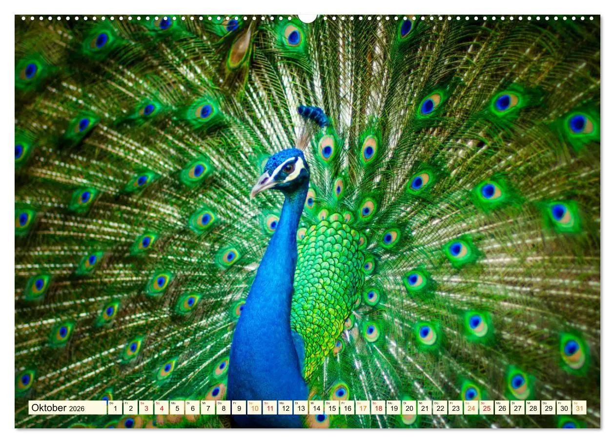 Bild: 9783457573785 | Schöner Pfau (Wandkalender 2026 DIN A2 quer), CALVENDO Monatskalender