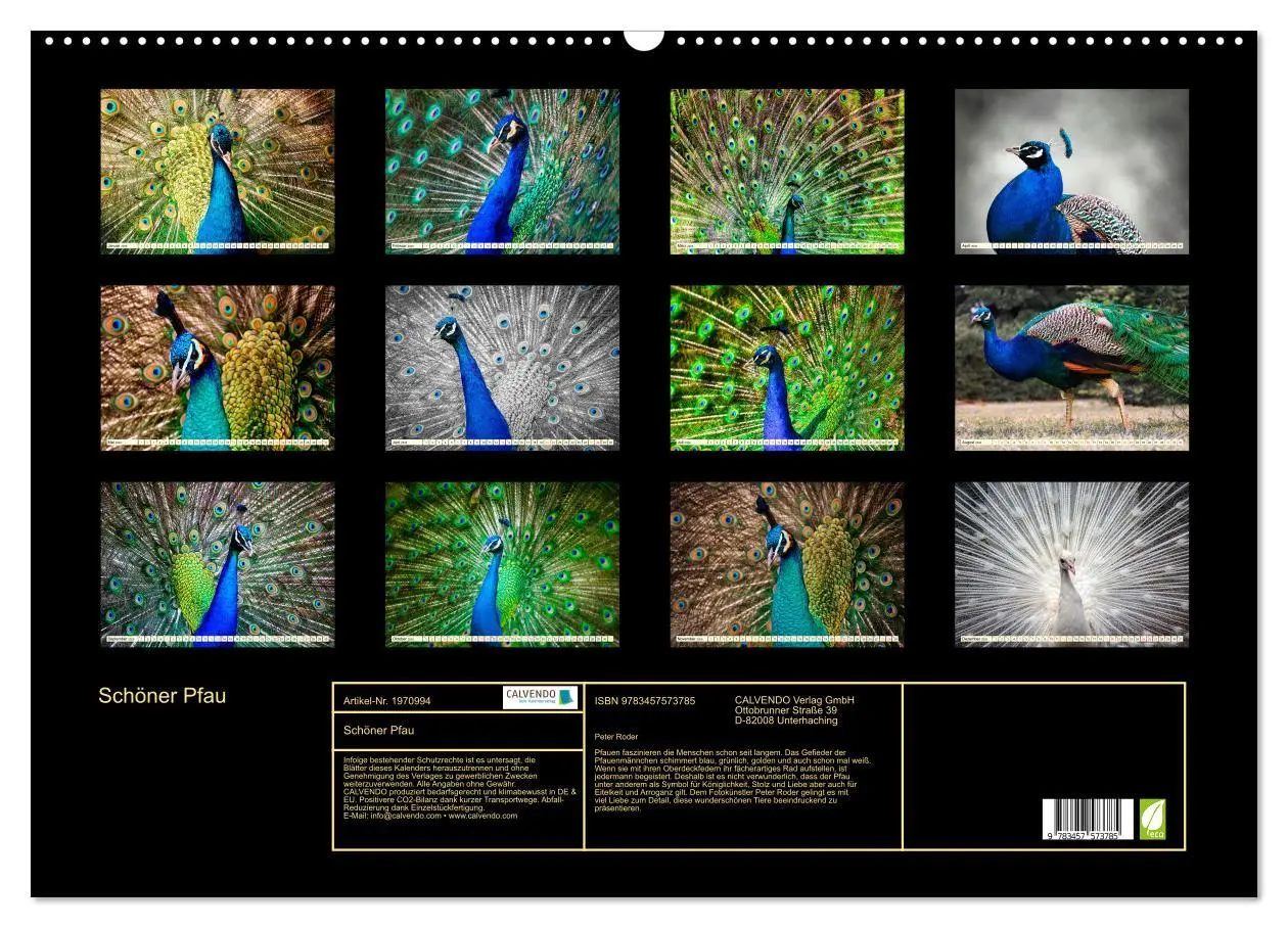 Bild: 9783457573785 | Schöner Pfau (Wandkalender 2026 DIN A2 quer), CALVENDO Monatskalender