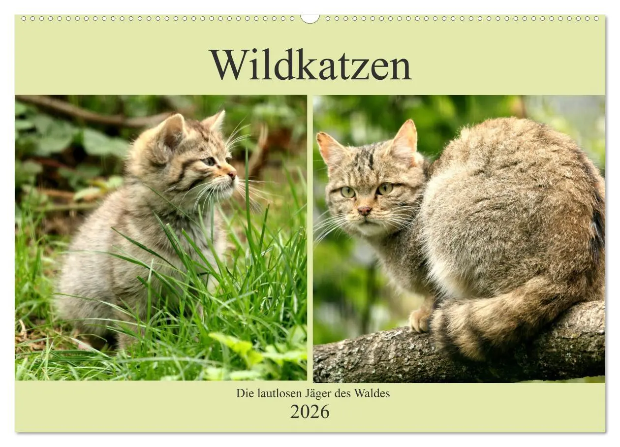 Cover: 9783457883785 | Wildkatzen - Die lautlosen Jäger des Waldes (Wandkalender 2026 DIN...