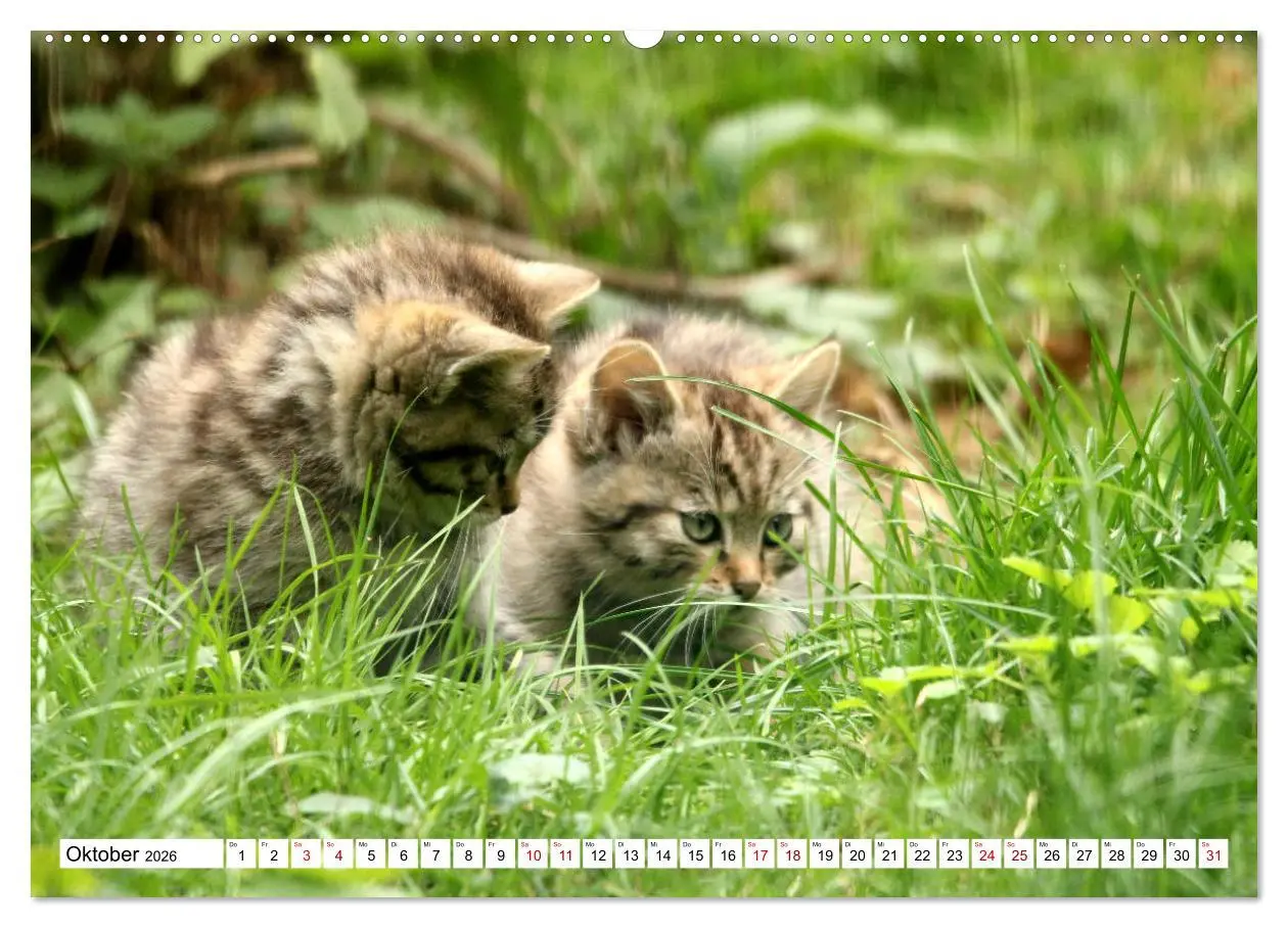 Bild: 9783457883785 | Wildkatzen - Die lautlosen Jäger des Waldes (Wandkalender 2026 DIN...