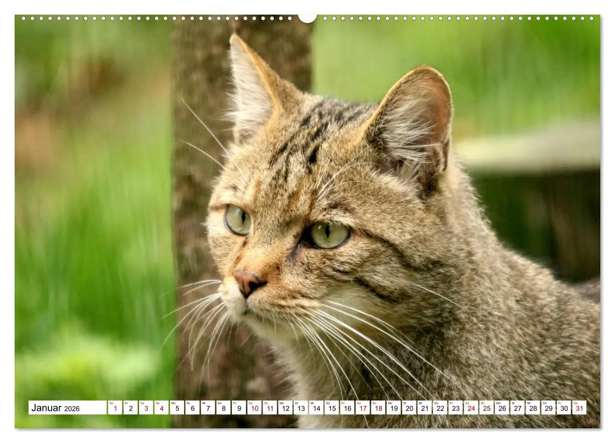 Bild: 9783457883785 | Wildkatzen - Die lautlosen Jäger des Waldes (Wandkalender 2026 DIN...