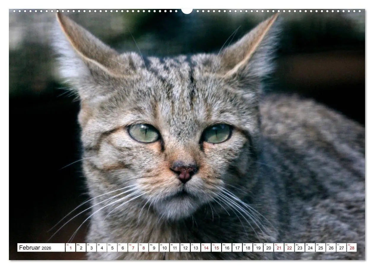 Bild: 9783457883785 | Wildkatzen - Die lautlosen Jäger des Waldes (Wandkalender 2026 DIN...