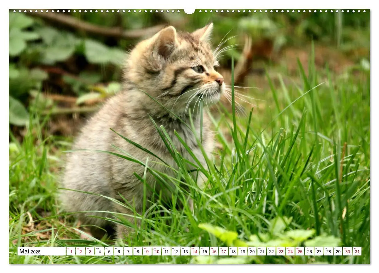 Bild: 9783457883785 | Wildkatzen - Die lautlosen Jäger des Waldes (Wandkalender 2026 DIN...