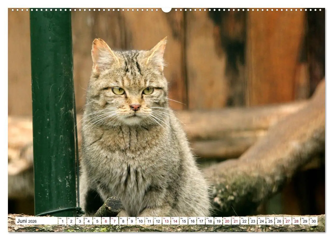 Bild: 9783457883785 | Wildkatzen - Die lautlosen Jäger des Waldes (Wandkalender 2026 DIN...