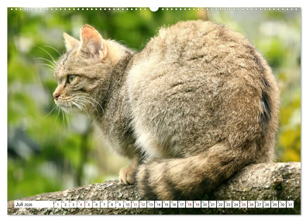 Bild: 9783457883785 | Wildkatzen - Die lautlosen Jäger des Waldes (Wandkalender 2026 DIN...