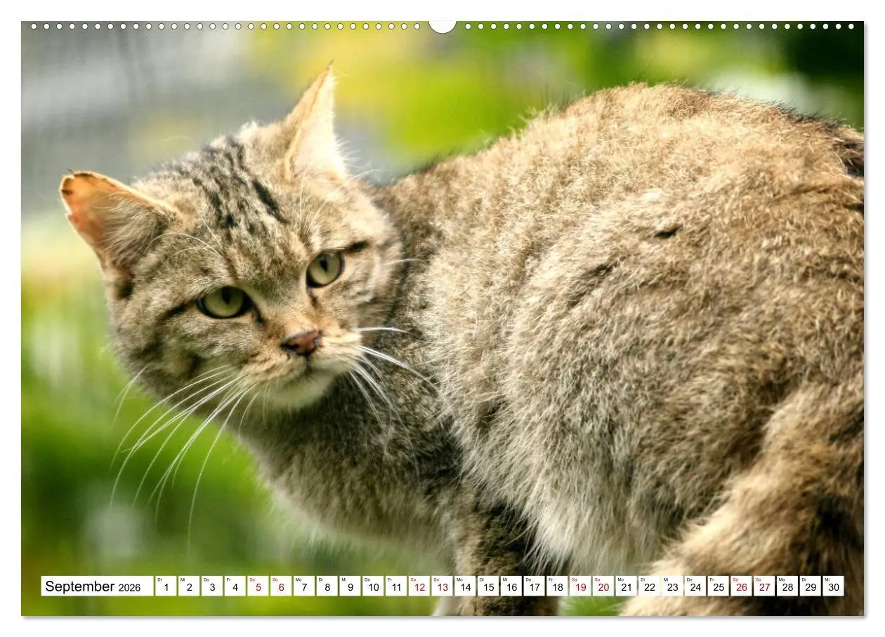 Bild: 9783457883785 | Wildkatzen - Die lautlosen Jäger des Waldes (Wandkalender 2026 DIN...