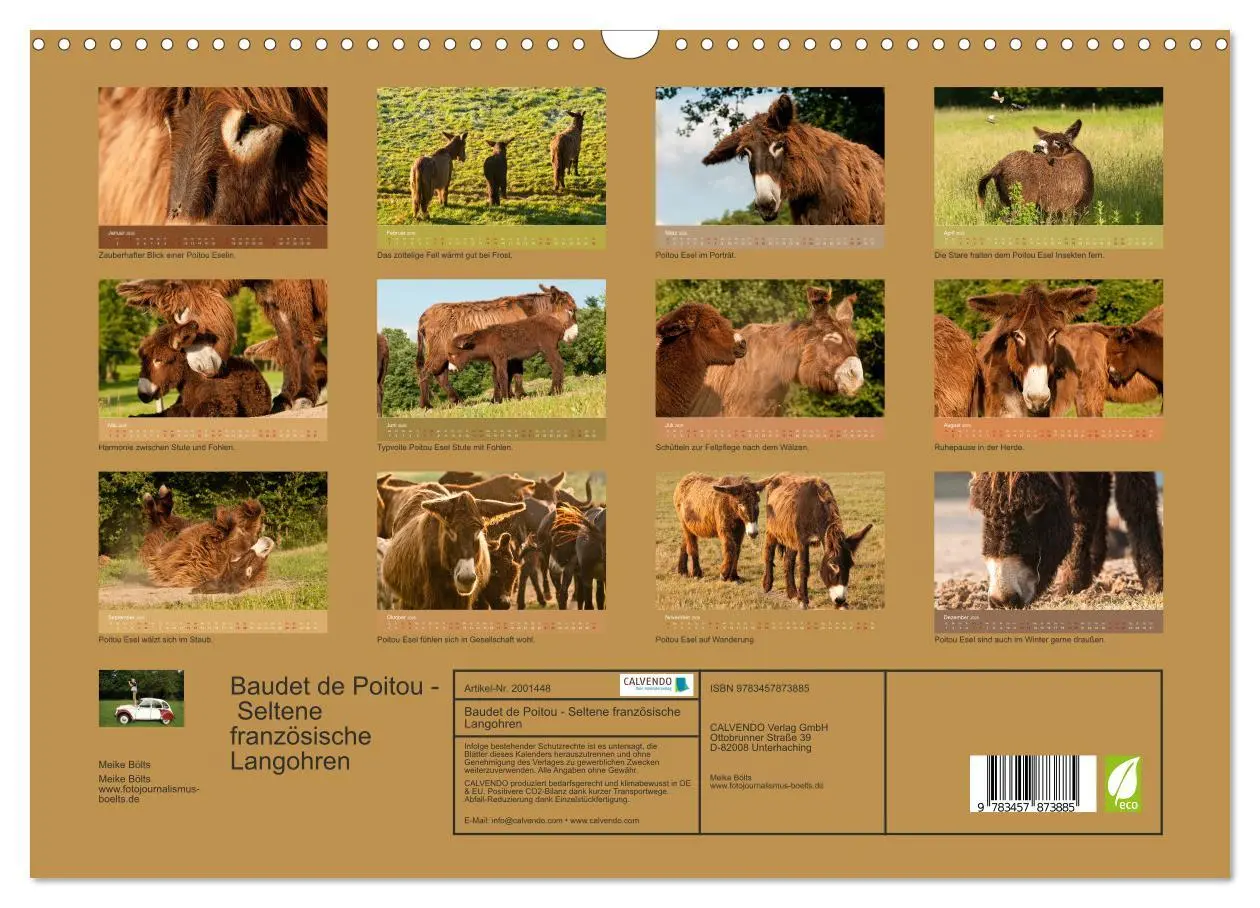 Bild: 9783457873885 | Baudet de Poitou - Seltene französische Langohren (Wandkalender...