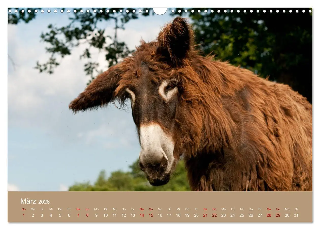 Bild: 9783457873885 | Baudet de Poitou - Seltene französische Langohren (Wandkalender...