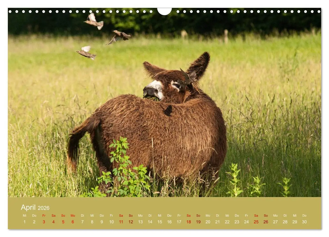Bild: 9783457873885 | Baudet de Poitou - Seltene französische Langohren (Wandkalender...