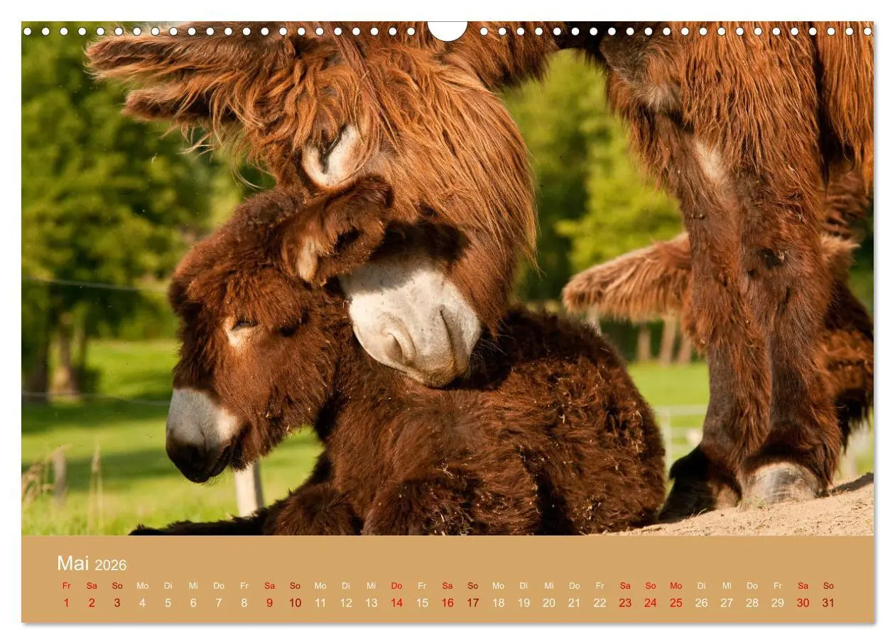 Bild: 9783457873885 | Baudet de Poitou - Seltene französische Langohren (Wandkalender...