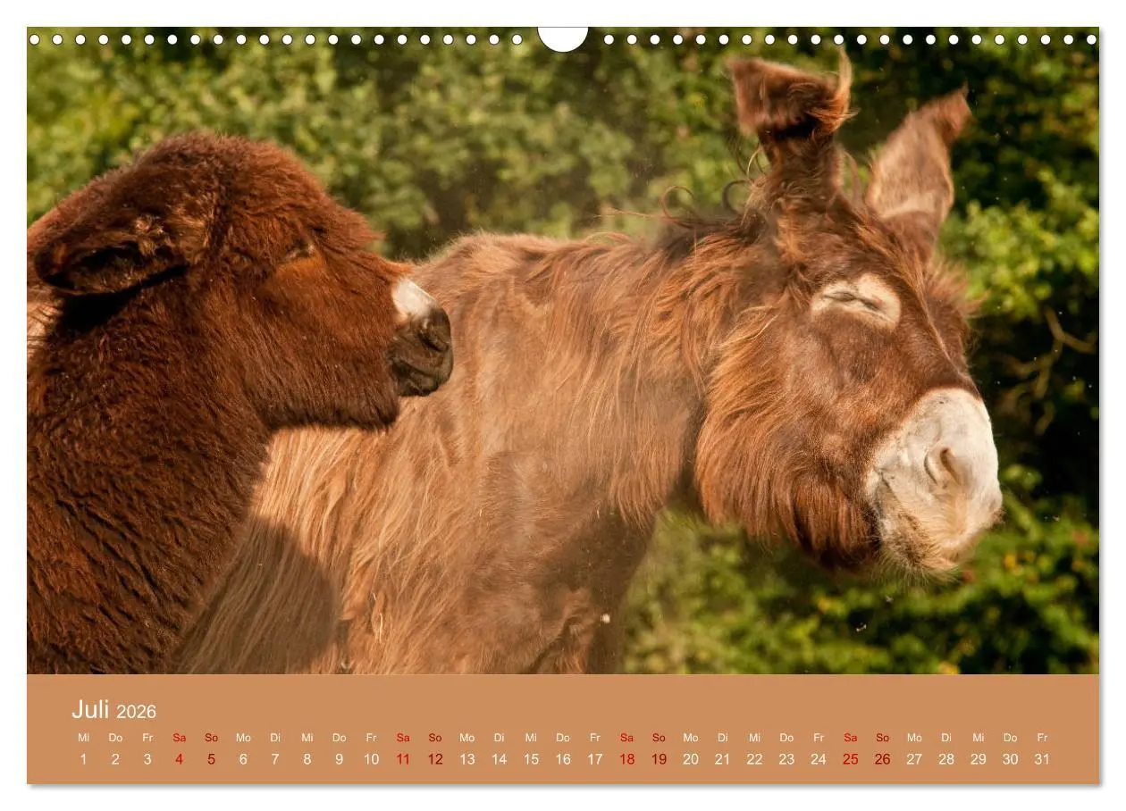 Bild: 9783457873885 | Baudet de Poitou - Seltene französische Langohren (Wandkalender...