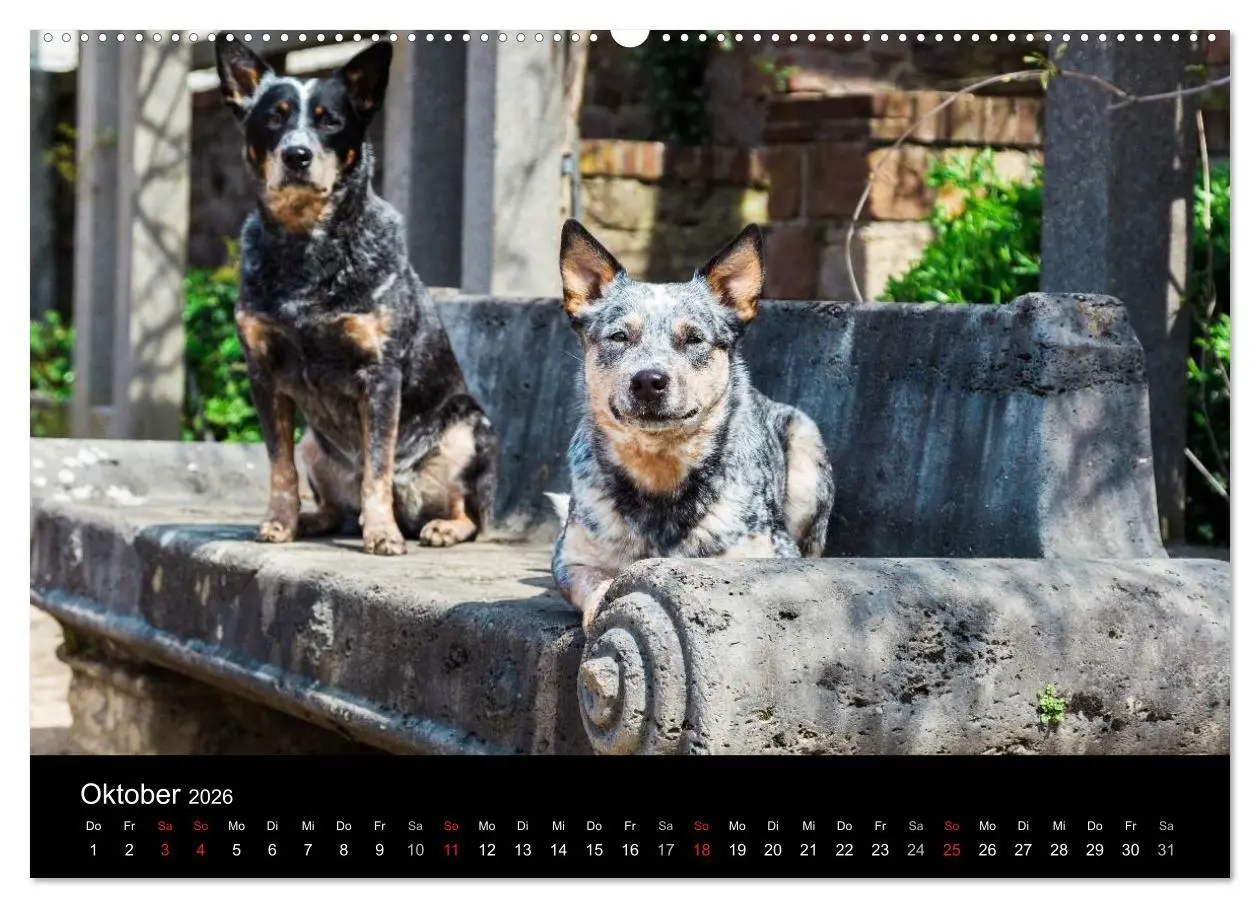 Bild: 9783457943885 | Australian Cattle Dogs zwischen Kunst und Kultur (hochwertiger...