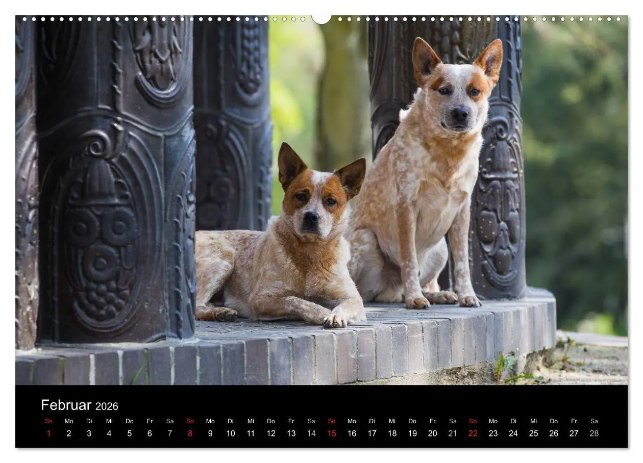 Bild: 9783457943885 | Australian Cattle Dogs zwischen Kunst und Kultur (hochwertiger...