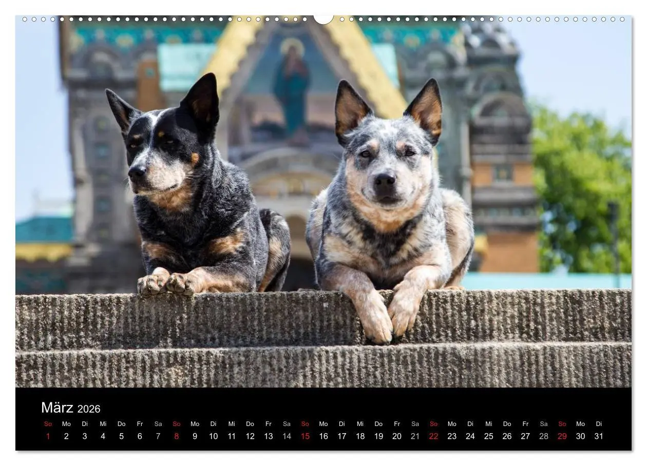 Bild: 9783457943885 | Australian Cattle Dogs zwischen Kunst und Kultur (hochwertiger...