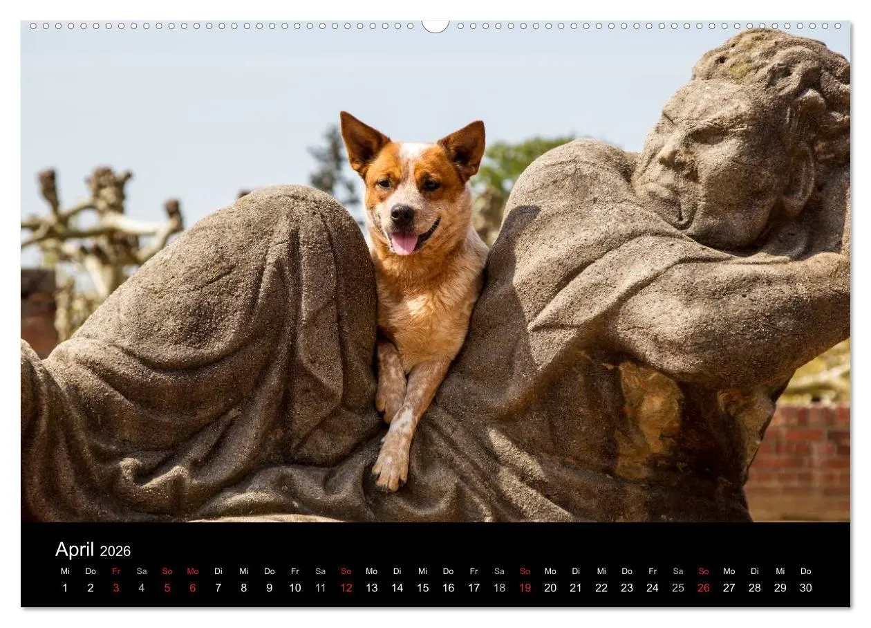 Bild: 9783457943885 | Australian Cattle Dogs zwischen Kunst und Kultur (hochwertiger...