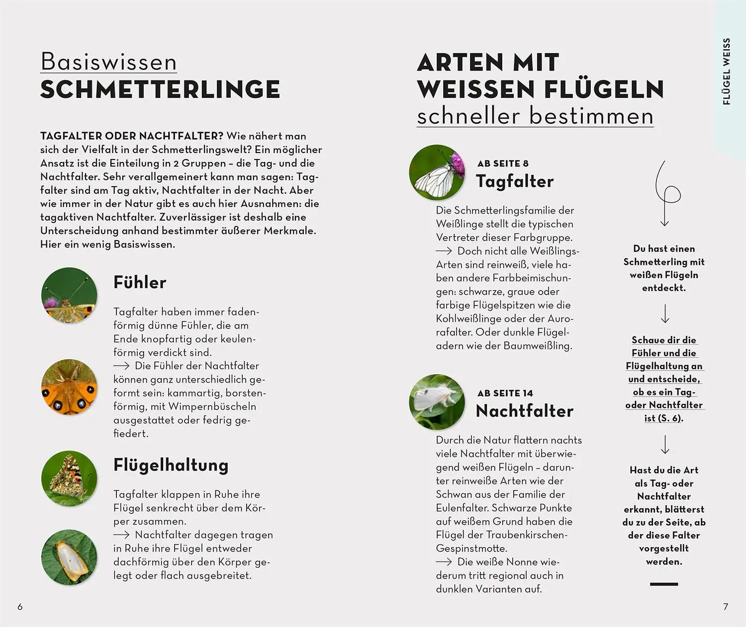Bild: 9783440173985 | Basic Schmetterlinge | Eva-Maria Dreyer | Taschenbuch | 128 S. | 2023