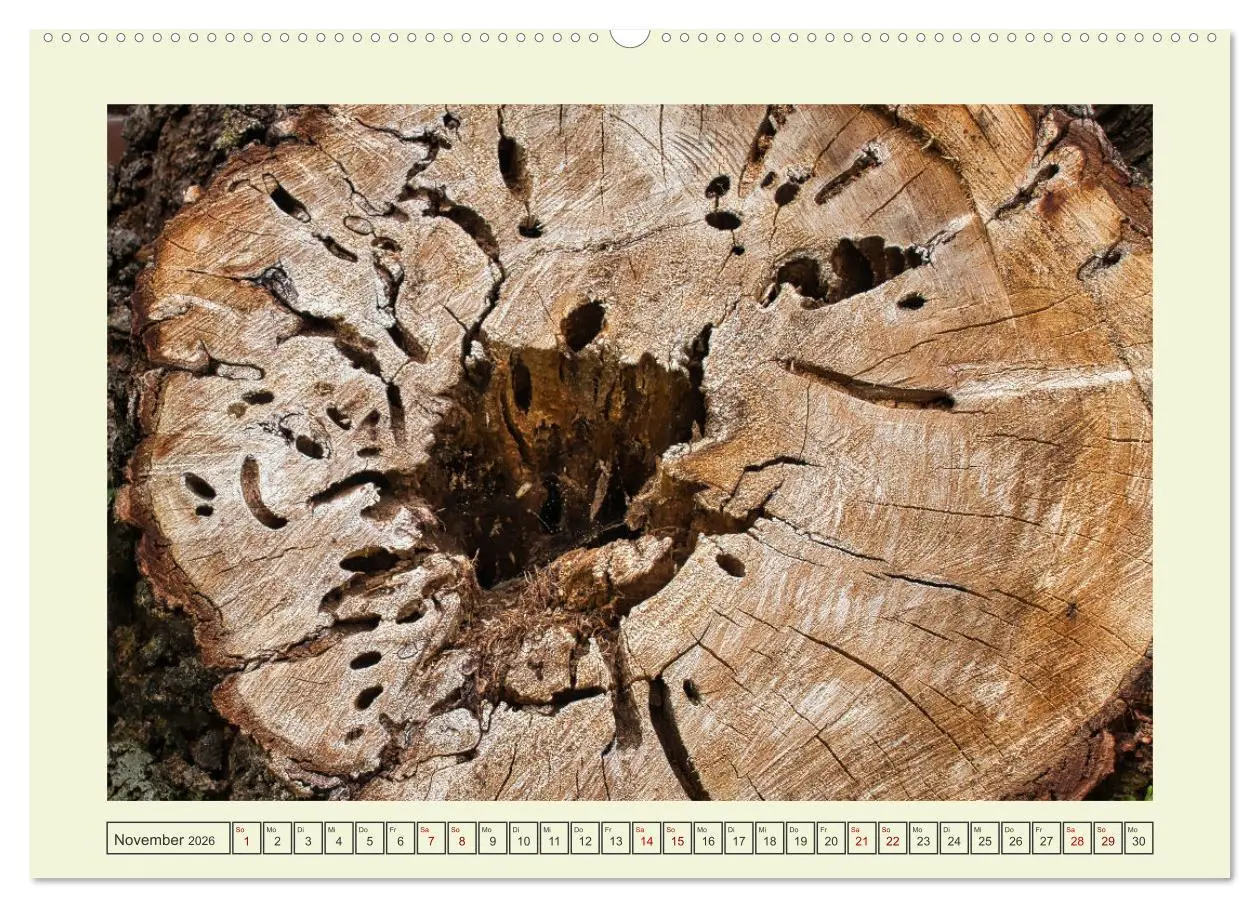 Bild: 9783457623985 | Einfach Holz (Wandkalender 2026 DIN A2 quer), CALVENDO Monatskalender
