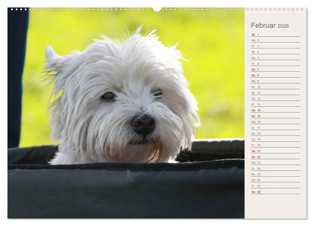 Bild: 9783457754085 | West Highland White Terrier - Selbstbewustes Powerpaket - der...