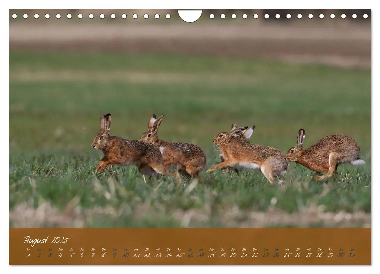 Bild: 9783383944185 | Feldhasen in Höchstform (Wandkalender 2025 DIN A4 quer), CALVENDO...