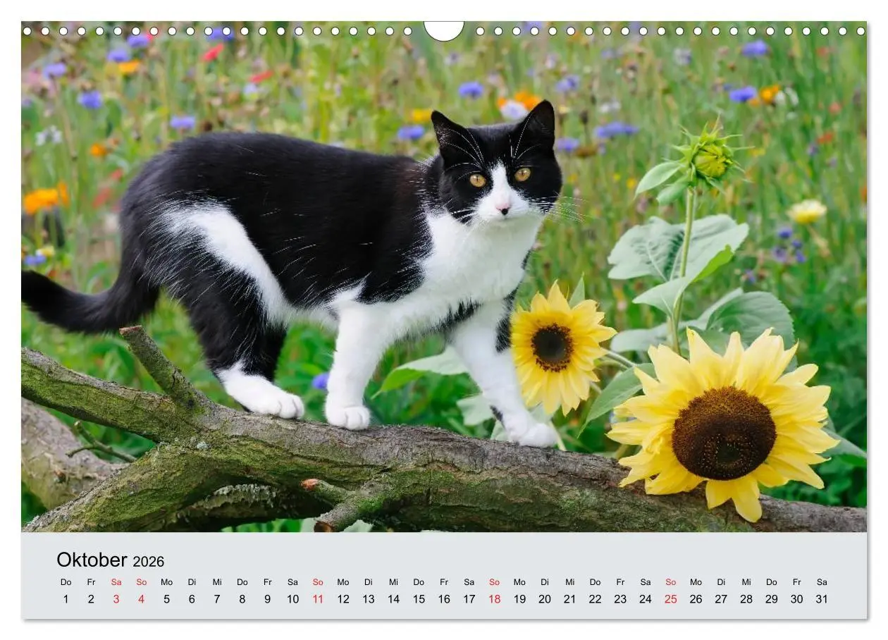 Bild: 9783516204285 | Katzen im Garten (Wandkalender 2026 DIN A3 quer), CALVENDO...